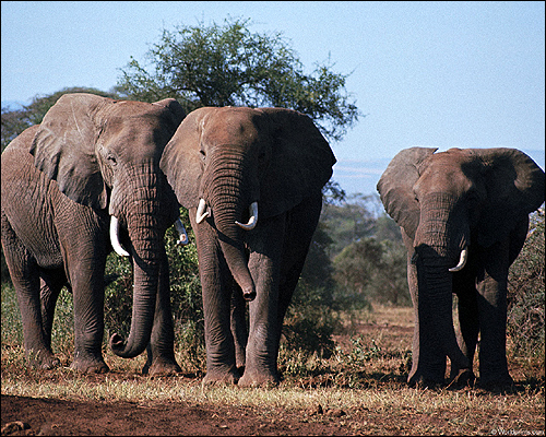   (Loxodonta africana). ,   