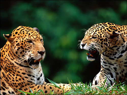  (Panthera onca). ,    