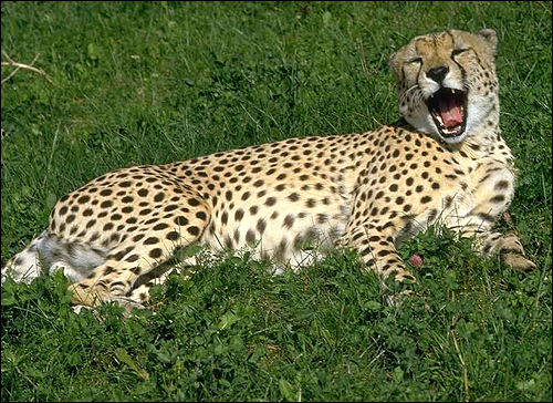   (Acinonyx jubatus). ,    