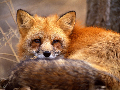   (Vulpes vulpes). ,    