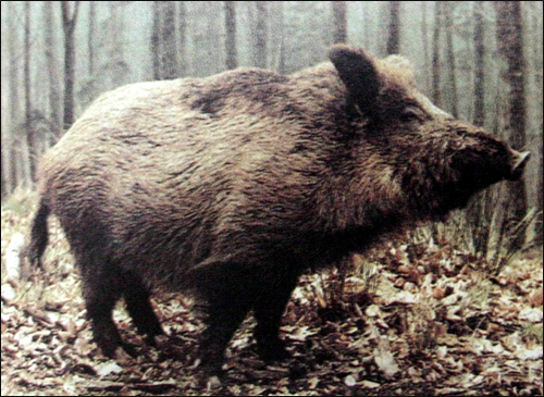   (Sus scrofa). ,   