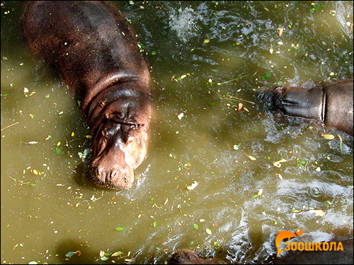  ,   (Hippopotamus amphibius). ,   