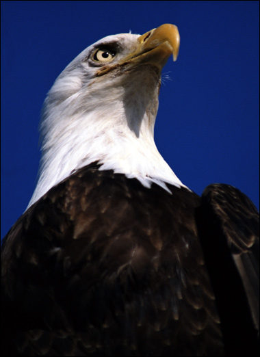   (Haliaeetus leucocephalus),     