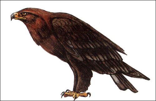   (Aquila clanga),    