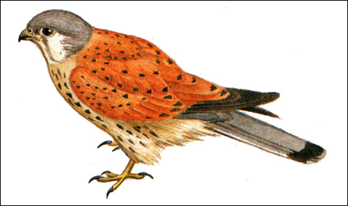  (Falco tinnunculus),    