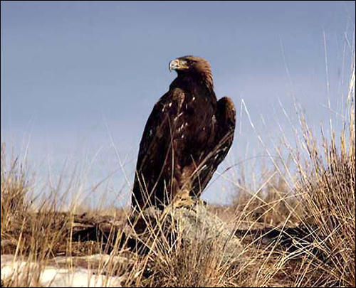 - (Aquila chrysaetos),  ,  