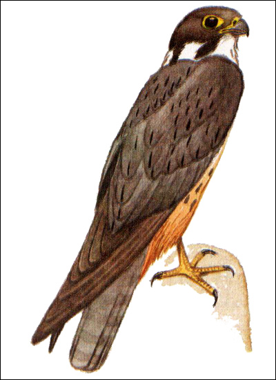 Чеглок (Falco subbuteo), Рисунок картинка хищные птицы