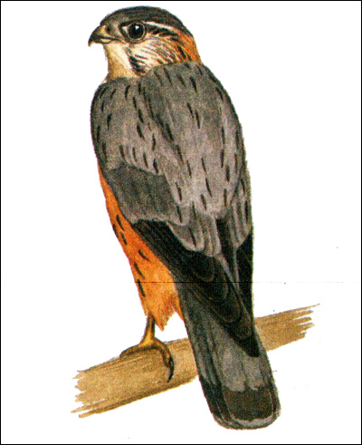 Дербник (Falco columbarius), Рисунок картинка хищные птицы
