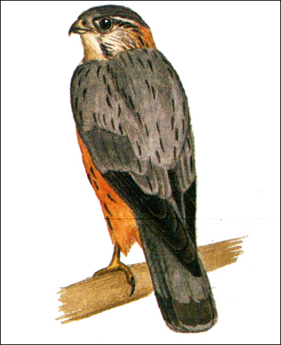  (Falco columbarius),    