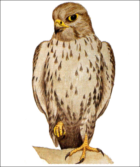  (Falco cherrug),    