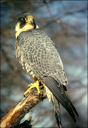   (Falco peregrinus),     