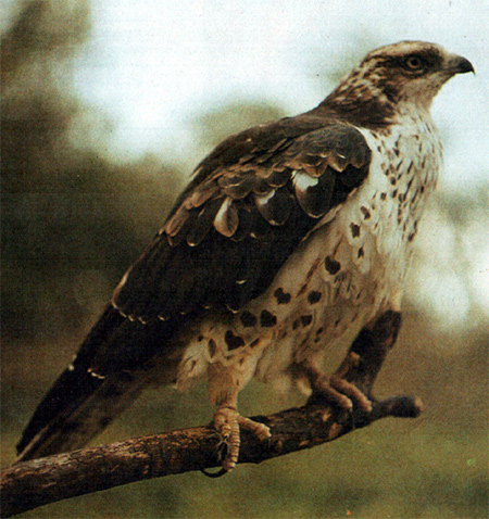 Скопа (Pandion haliaetus), Фото фотография картинка хищные птицы