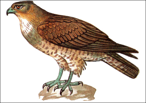 Змееяд (Circaetus gallicus), Рисунок картинка птицы