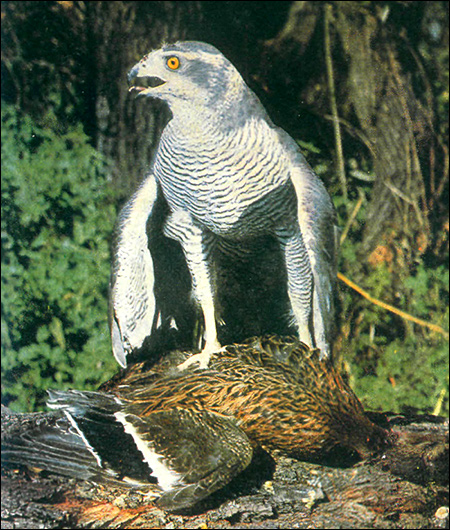  , - (Accipiter gentilis),     