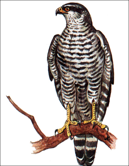 - (Accipiter gentilis),    