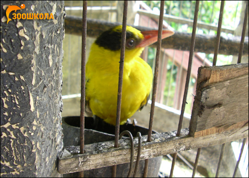 Желтая птичка, Фото фотография картинка птицы