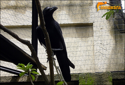 Большеклювая ворона (Corvus macrorhynchos), Фото фотография картинка птицы