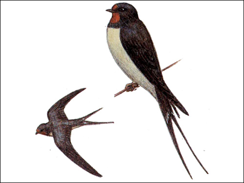 Городская ласточка (Hirundo urbica), Рисунок картинка птицы