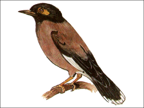 Майна (Acridotheres tristis), Картинка рисунок птицы