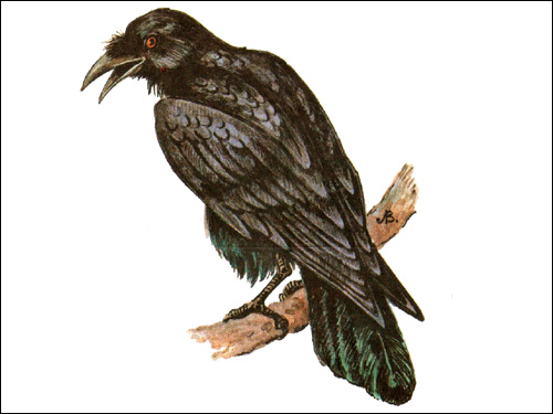 Ворон (Corvus corax), Рисунок картинка птицы