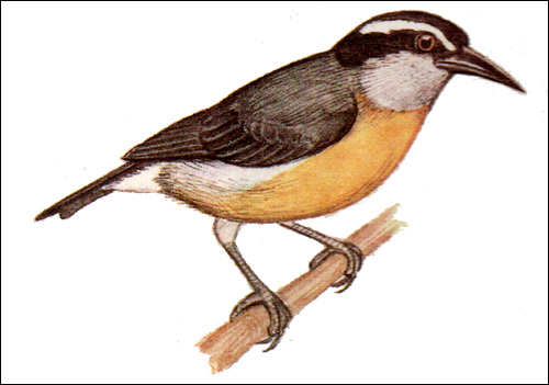 Цветочница (Cyanerpes), Рисунок картинка птицы