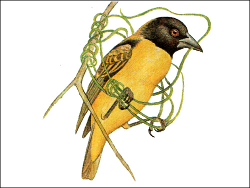 Черноголовый ткачик (Ploceus cucullatus), Рисунок картинка птицы