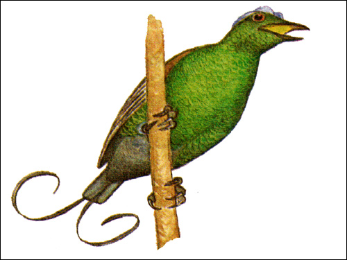 Райская птица Нильсона, Рисунок картинка птицы