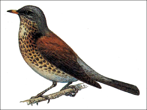 Дрозд-рябинник (Turdus pilaris), Рисунок картинка птицы