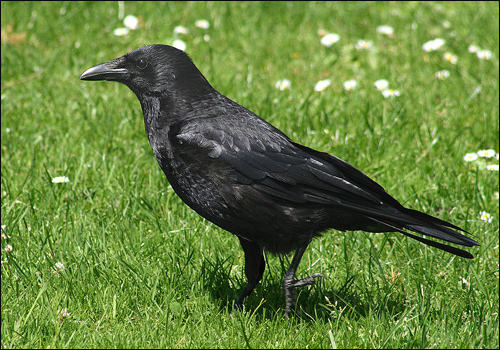 Ворона (Corvus corone), Фото фотография картинка птицы