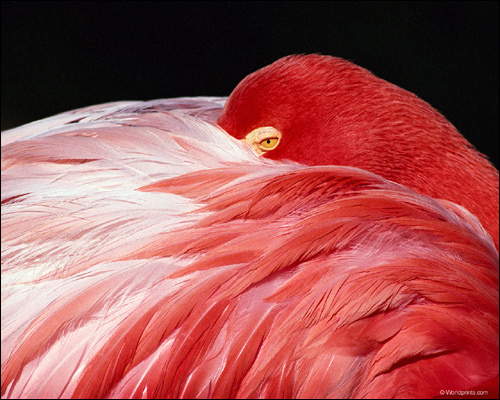 Розовый фламинго (Phoenicopterus roseus), Фото фотография птицы картинка