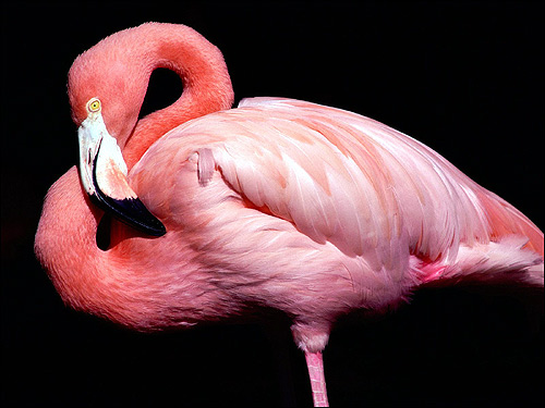   (Phoenicopterus roseus),    