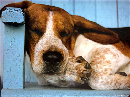 Спящий бассет, бассет-хаунд, Фото фотография собаки картинка