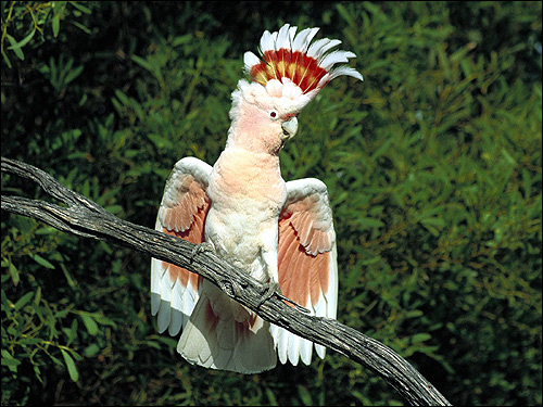   (Cacatua moluccensis),     