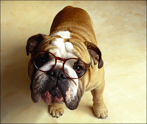 Английский бульдог в очках, Фото фотография собаки картинка