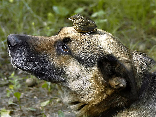 Собака с птичкой на голове, Фото фотография