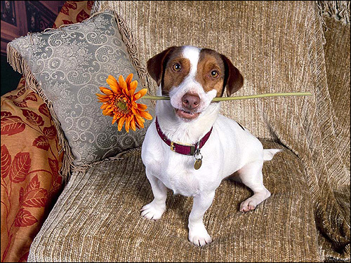 Собачка с цветком в пасти, Фото фотография собаки