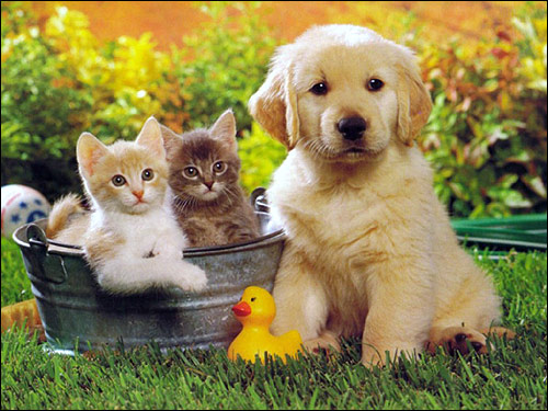 Щенок голден-ретривера с котятами. Фото фотография картинка