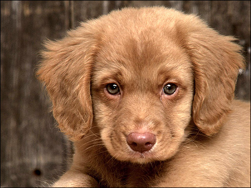 Щенок новошотландского ретривера, Фото фотография собаки картинка
