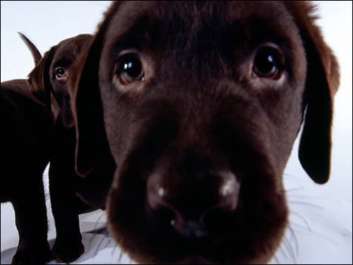 Щенок коричневого лабрадора ретривера, Фото фотография собаки картинка