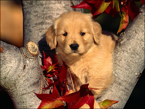 Щенок голден-ретривера, золотистого ретривера, Фото фотография собаки картинка