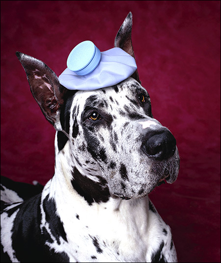 Немецкий дог, Фото фотография породы собак картинка
