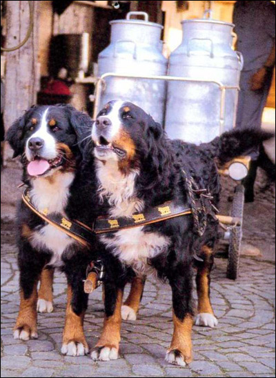 Бернский зенненхунд, Фото фотография породы собак картинка