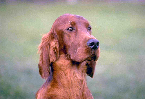 Ирландский сеттер, Фото фотография породы собак картинка