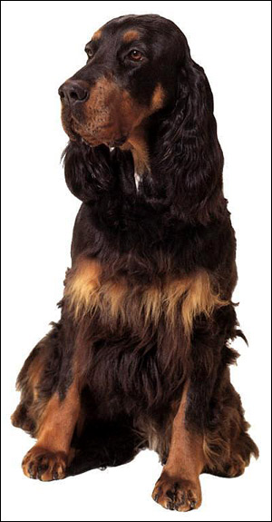 Сеттер-гордон, шотландский сеттер, Фото фотография породы собак картинка