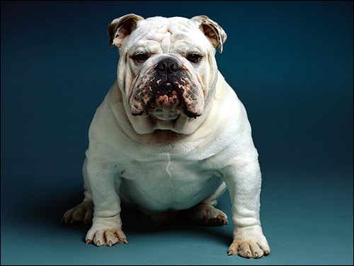 Белый английский бульдог, Фото фотография собаки картинка