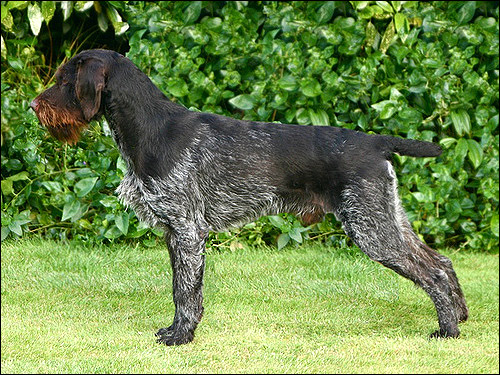 Немецкий дратхаар Timo II V Bockenhagen, Фото фотография породы собак картинка