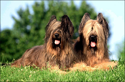 Бриар (Берже де бри), Фото фотография породы собак картинка