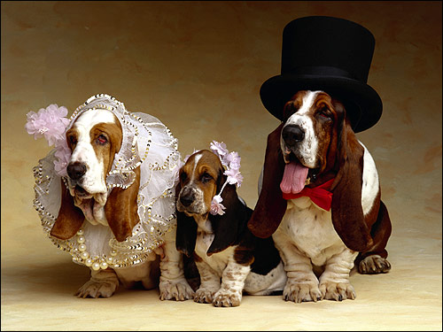 Семья бассетов, бассет-хаунды, Фото фотография собаки картинка