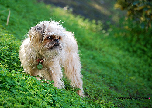 Брюссельский гриффон, Фото фотография породы собак картинка