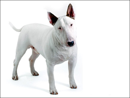 Бультерьер, Фото фотография породы собак картинка